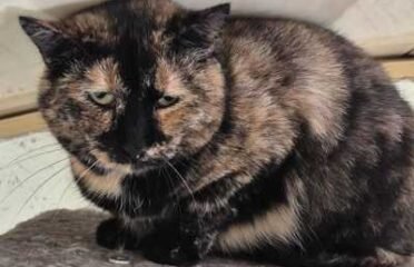 Dovanojama katė Mažeikiuose