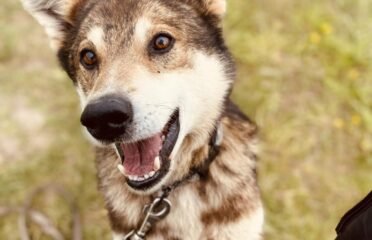 Dovanojamas šuo Šiauliuose – Mielas