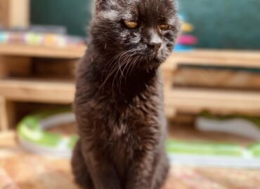 Katinas ieško namų Šiauliuose – Narcizas