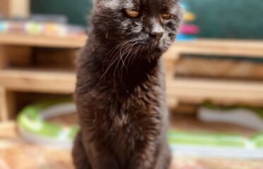 Katinas ieško namų Šiauliuose – Narcizas