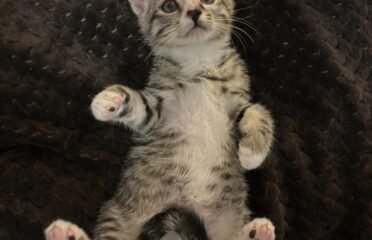 Katė Van Damas ieško namų (karantinuojamas)