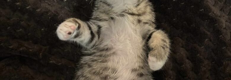 Katė Van Damas ieško namų (karantinuojamas)