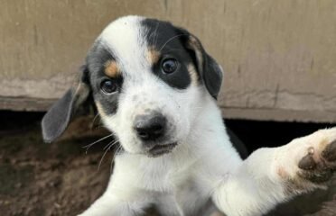 Dovanojami šuniukai Šiauliuose