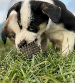 Dovanojami šuniukai Šiauliuose