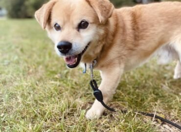 Dovanojamas šuo Šiauliuose – Maurius