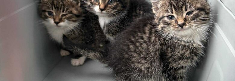 Kačiukai ieško namų Šiauliuose