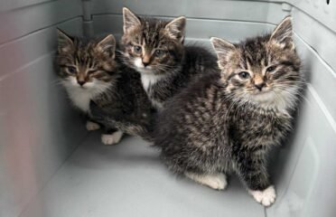 Kačiukai ieško namų Šiauliuose