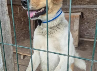 Dovanojamas šuo Verbūnuose, Šiaulių raj – Harčis