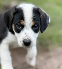 Dovanojami šuniukai Šiauliuose