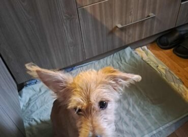 Dovanojama kalytė Šiauliuose – Bela