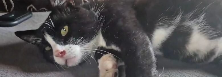 Katinas ieško namų Šiauliuose – Kiras