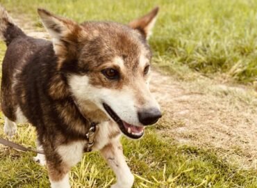 Dovanojamas šuo Šiauliuose – Mielas