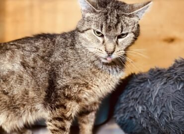 Katinas ieško namų Šiauliuose – Gandis