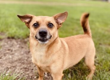 Šuo ieško namų Šiauliuose – Gučis