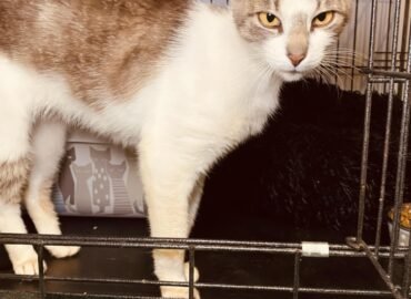 Katinas ieško namų Šiauliuose – Edis