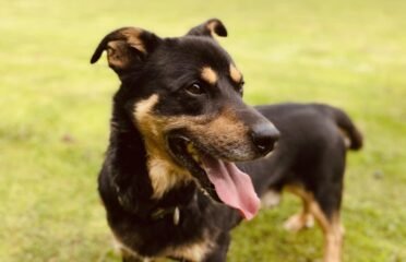 Dovanojamas šuo Šiauliuose – Reksas