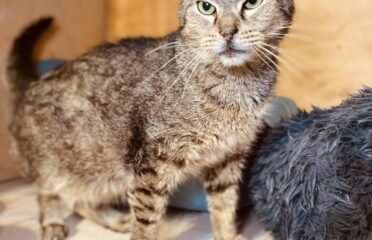 Katinas ieško namų Šiauliuose – Gandis