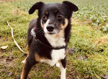 Šuo ieško namų Šiauliuose – Urdis