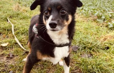 Šuo ieško namų Šiauliuose – Urdis