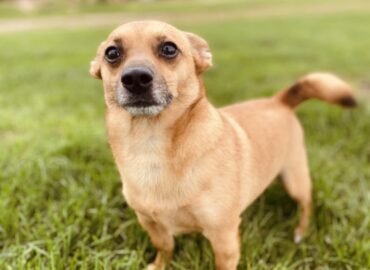 Šuo ieško namų Šiauliuose – Gučis