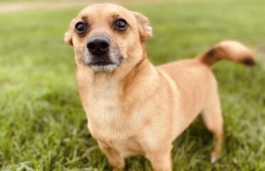 Šuo ieško namų Šiauliuose – Gučis