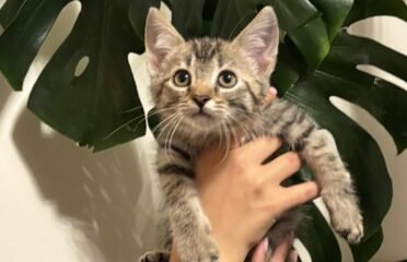 Katė Napoleonas ieško namų (karantinuojamas)