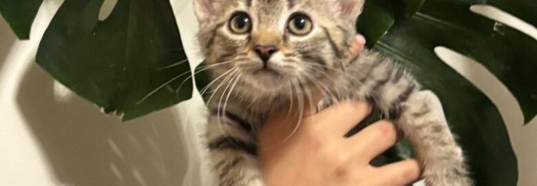 Katė Napoleonas ieško namų (karantinuojamas)