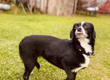 Dovanojama kalytė Šiauliuose – Dina