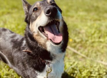 Kalytė ieško namų Šiauliuose – Zara