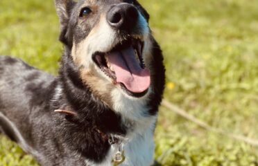 Kalytė ieško namų Šiauliuose – Zara