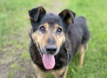 Dovanojamas šuo Verbūnuose, Šiaulių raj. – Pilotas