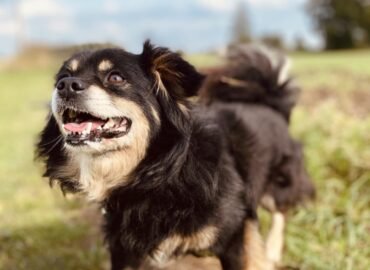 Dovanojamas šuo Verbūnuose, Šiaulių raj – Julius