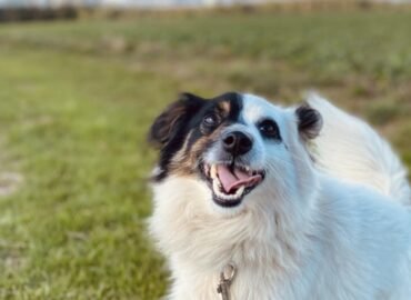 Dovanojamas šuo iš Verbūnų, Šiaulių raj – Pandukas
