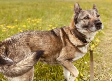 Dovanojama kalytė Šiauliuose – Tera