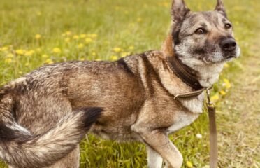 Dovanojama kalytė Šiauliuose – Tera