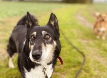 Kalytė ieško namų Šiauliuose – Zara