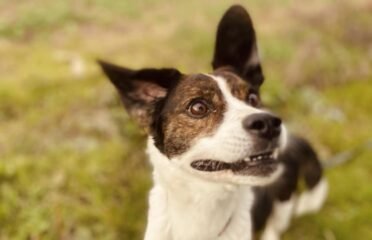 Į Dirvonėnų kaimą, Šiaulių r. atklydo šunelis