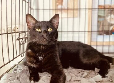 Katinas ieško namų Šiauliuose – Markizas