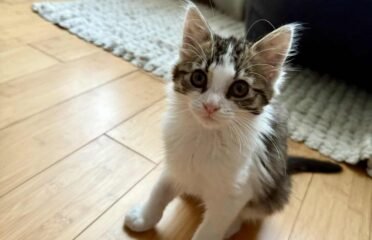 Katė Fėja ieško namų (karantinuojamas)