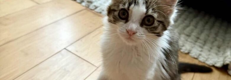 Katė Fėja ieško namų (karantinuojamas)