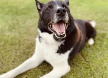 Šuo ieško namų Šiauliuose – Guliveris