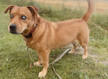 Aklas šuo ieško namų Verbūnuose, Šiaulių rajone