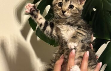 Katė Kolumbas ieško namų (karantinuojamas)