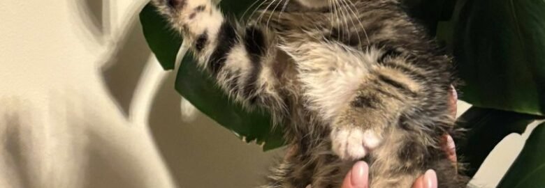 Katė Kolumbas ieško namų (karantinuojamas)