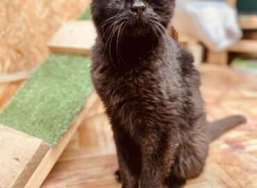 Katinas ieško namų Šiauliuose – Narcizas