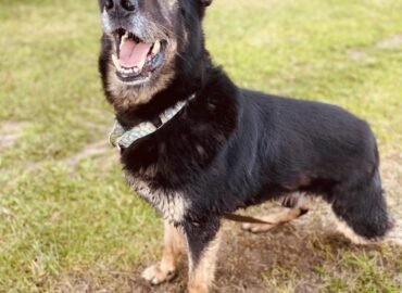 Dovanojamas šuo Verbūnuose, Šiaulių raj – Lordas