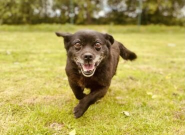 Dovanojamas šuo Verbūnuose, Šiaulių raj – Velvetas