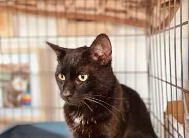 Katinas ieško namų Šiauliuose – Markizas