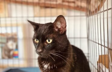 Katinas ieško namų Šiauliuose – Markizas