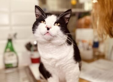 Dovanojamas katinas Šiauliuose – Haskis